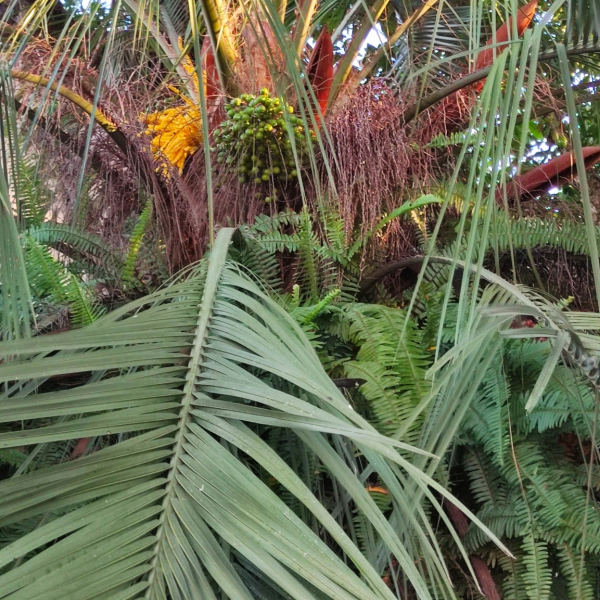 Butia microspadix