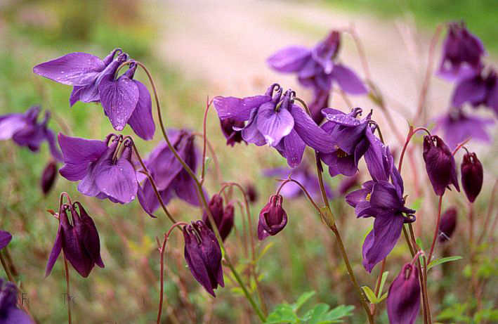 暗紫耬斗菜