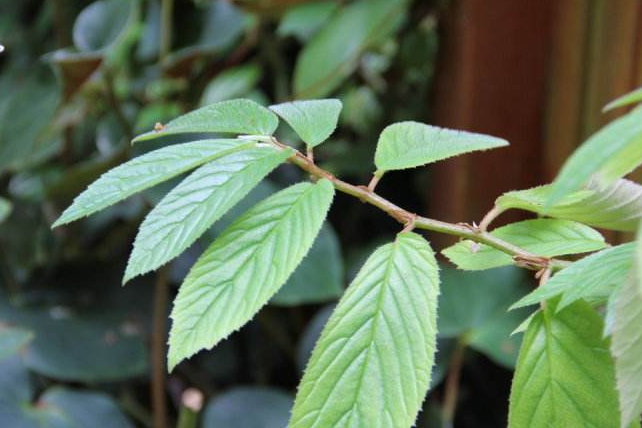 榆葉茶 榆葉茶