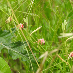 Oenothera suffulta