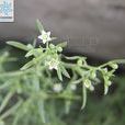 華北百蕊草 華北百蕊草