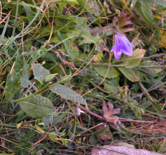 狹長花沙參 狹長花沙參