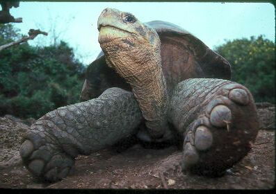 加拉帕戈斯陸龜重達287公斤