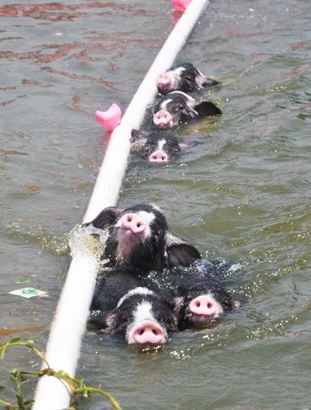 寧鄉花豬游泳