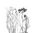 剛毛山柳菊 剛毛山柳菊