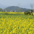 黃岡村 黃岡村