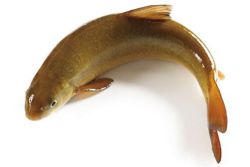 全唇弓魚 全唇弓魚