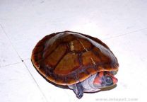 南美紅頭側頸龜