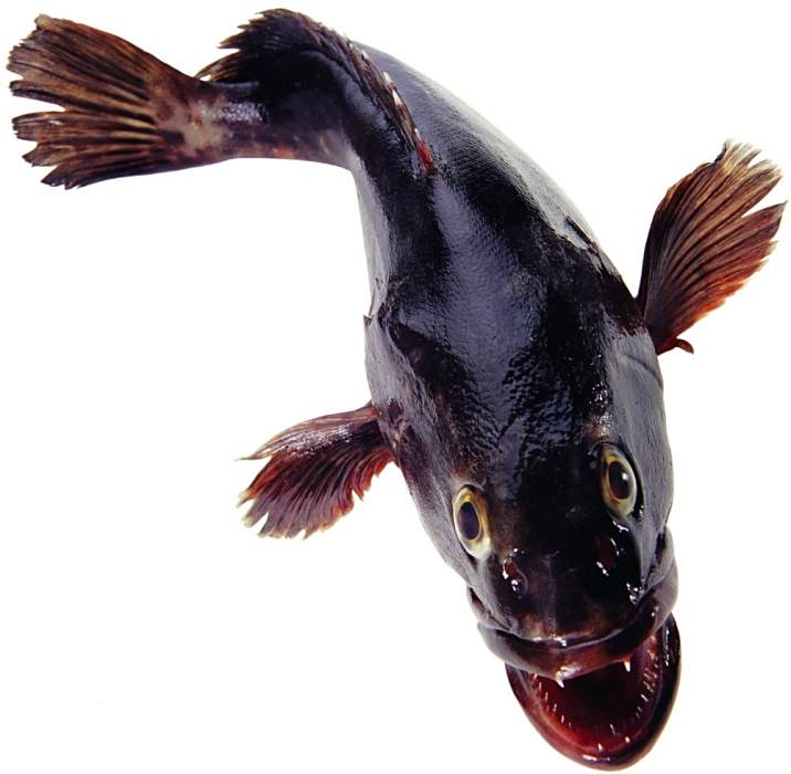 C蘭卡斯魚 C蘭卡斯魚