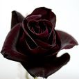 黑玫瑰(黑色月季)