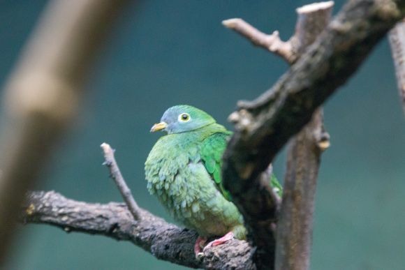 黑項果鳩 黑項果鳩