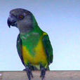 塞內加爾鸚鵡指名亞種
