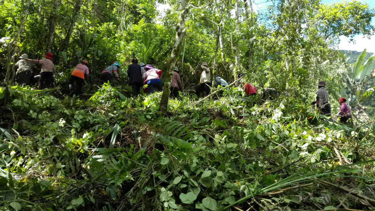 2016年7月正在實施中的德果村藤竹種植項目