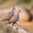 灰斑鳩 灰斑鳩
