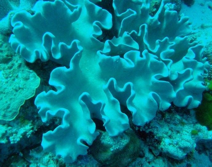 柔性皮革珊瑚