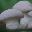 香魏菇