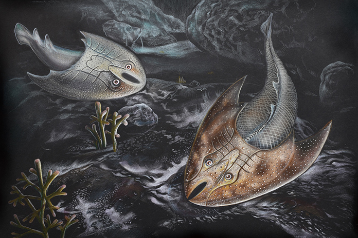 石盤裂吻魚 石盤裂吻魚