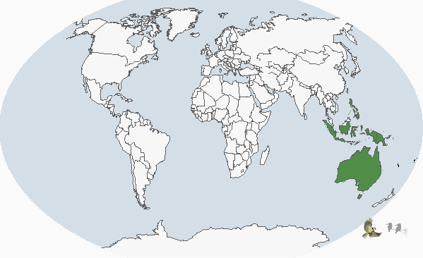 斑胸樹鴨分布圖