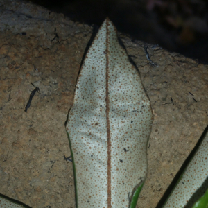 Croton antanosiensis