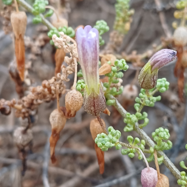 Nolana sphaerophylla