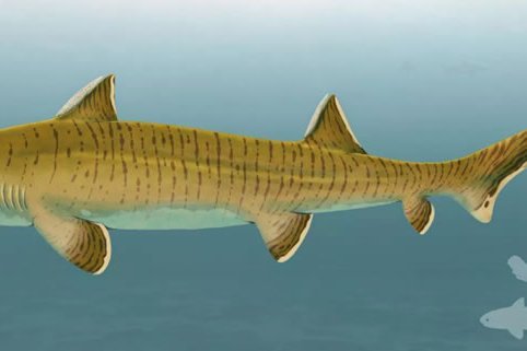 Asteracanthus Asteracanthus