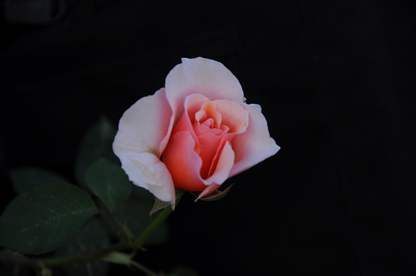 可愛的一朵玫瑰花(哈薩克族民歌)