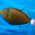 扳機魚 扳機魚