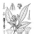 大花蛇根草 大花蛇根草