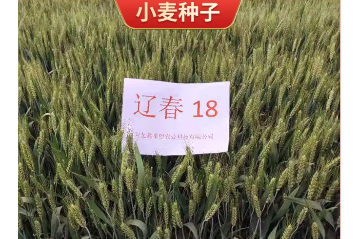 遼春18號 遼春18號