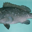 藍棕石斑魚