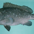藍棕石斑魚 藍棕石斑魚