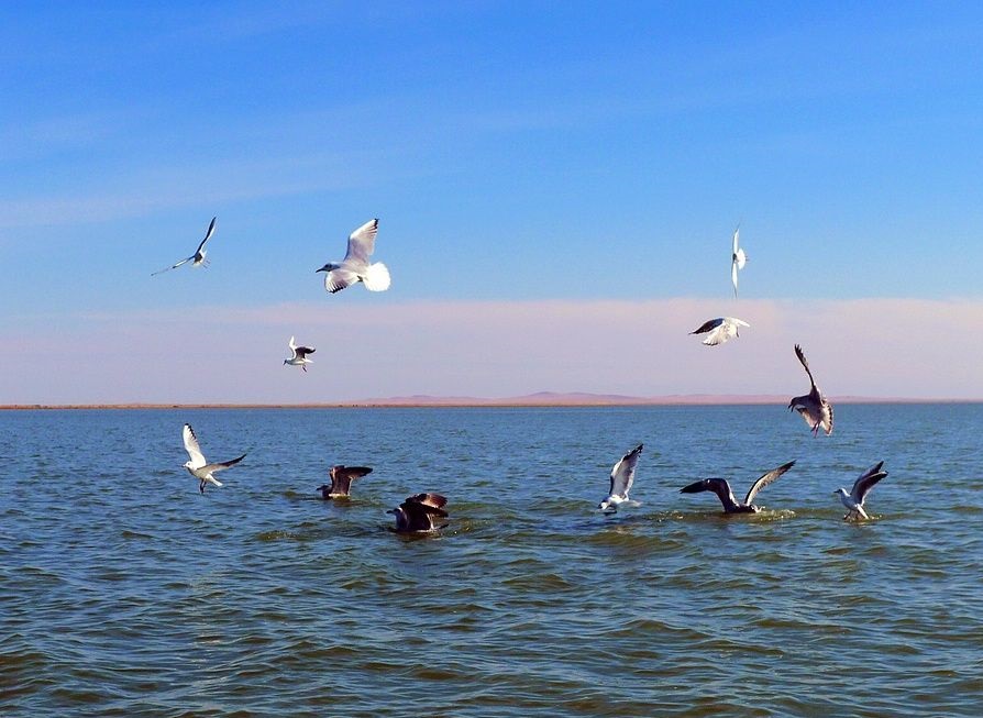 呼倫湖國家級自然保護區