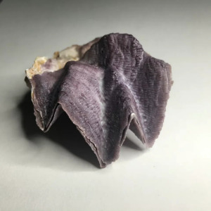 鋸齒牡蠣 鋸齒牡蠣