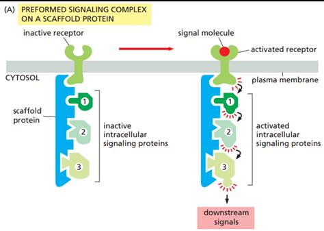 scaffold-based signaling complex