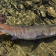 哲羅魚