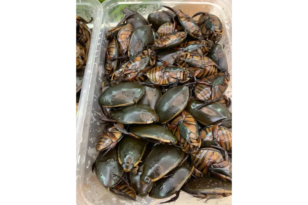 和味龍虱 和味龍虱