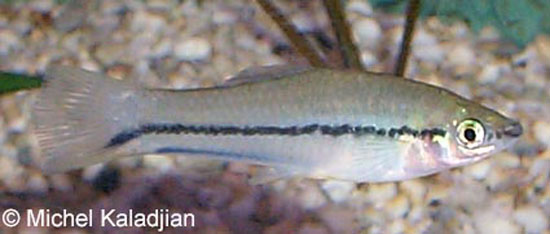 瓜地馬拉劍尾魚