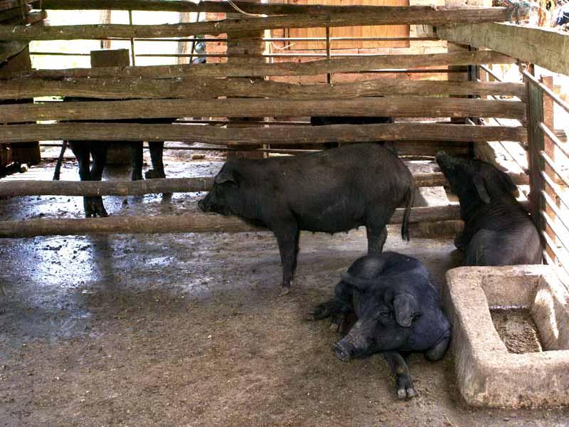 銀子村畜牧業-生豬飼養