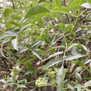Sambucus mexicana