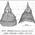 鐘翼盔蟲 鐘翼盔蟲
