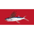 花鰭燕鰩魚 花鰭燕鰩魚