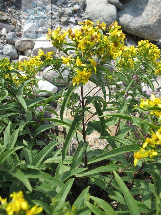 術葉合耳菊 術葉合耳菊