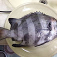 石鯛魚