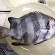 石鯛魚 石鯛魚