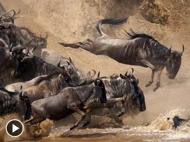東非野生動物大遷徙生存的智慧和生命的意志