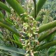 小豆蔻(姜科小豆蔻屬植物)