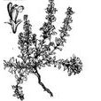 銳刺兔唇花 銳刺兔唇花