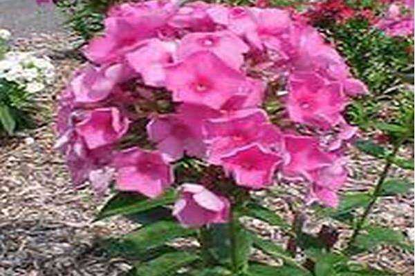 Phlox paniculata \x27Eden\x27s Crush\x27