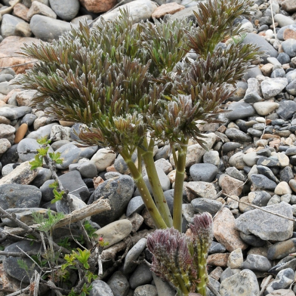 Ferula penninervis
