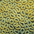 黃癬蜂巢珊瑚